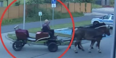 Пьяный мужчина приехал в полицию на лошади, потому что ему запретили водить авто