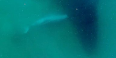 Самку горбача вперше зняли на відео, коли вона оплакувала тіло дитинча: 90 хвилин неймовірного болю (відео)