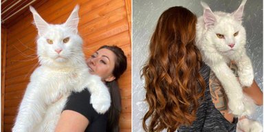 Появились фото "самого большого в мире кота": люди говорят, что это совсем другой вид