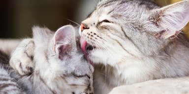 Ученые рассказали, почему животные облизывают своих новорожденных