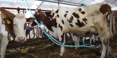 Газовый гамбит. Сумели ли договориться Гройсман и Коболев