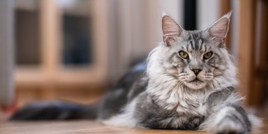 Добродушные коты-гиганты: 7 причин влюбиться в мейн-куна (фото, видео)