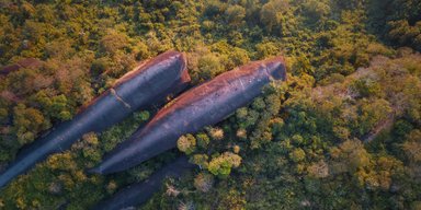 "Три кити" застигли у часі на 75 мільйонів років: як левіафани опинилися у лісах Таїланду