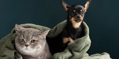 Як зберегти в чистоті дім, де живуть собаки чи коти: 14 практичних порад
