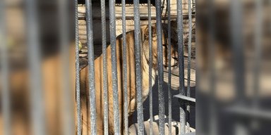 В одесском зоопарке умерла львица: активистка требует увольнения директора