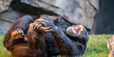 Смех не менялся последние миллионы лет: все это время люди и обезьяны хихикали одинаково (видео)