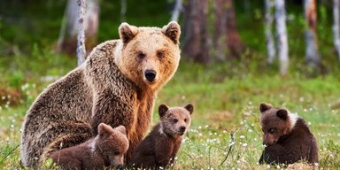 Ведмеді насправді не впадають у сплячку: чому тоді вони проводять зиму у барлогах