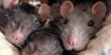"Прятались внутри ящиков": дом женщины оказался колонией крыс (фото)