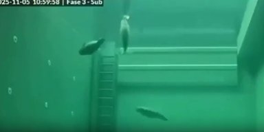 Падают на дно, как большая картошка: тюлени спят под водой очень необычным образом (видео)