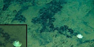 В тихоокеанской бездне ученые нашли "морского бога": он обитает на глубине 6 км (фото)