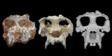 Між мавпою і людиною: вчені показали обличчя далекого предка Homo Sapiens (фото)