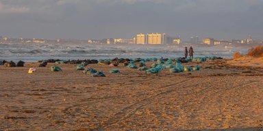 Десятки китоподібних загинули в Чорному морі через розлив російської нафти: жертв буде більше