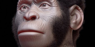 Чудес не буває. Людиноподібні мавпи Homo naledi не копали могил і не малювали на каменях