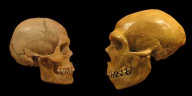 Неандертальцы имели такие же группы крови, как и Homo sapiens, - ученые