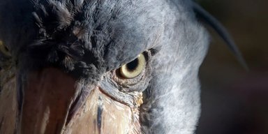 Еволюція перестаралася, створюючи найдивнішого птаха у світі: люди не вірять у його існування