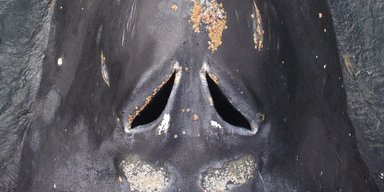 Самый чуткий нос в океане: как запахи людей на воде мешают китам жить и питаться