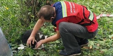 Атака на Київ: з-під завалів врятували двох котів, один з них втратив зір і слух (відео)