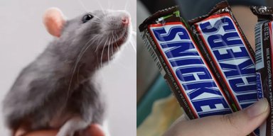 Начала кричать: женщина нашла зуб крысы внутри шоколадного батончика Snickers (фото)
