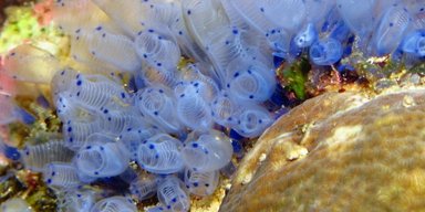 Ученые обнаружили странное морское существо, которое помогает омолаживаться