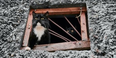 Котів замуровувати не можна. Як працюватиме закон про захист тварин від жорстокого поводження