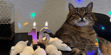 Торт с мышами и жена: кот Степан отметил 16 лет (фото)