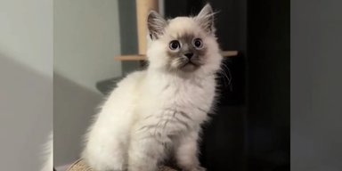 Женщина приютила крошечного котенка: через несколько месяцев ее ждал сюрприз (фото)