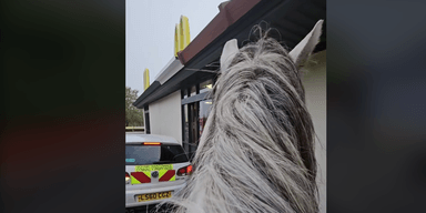 "Не думав, що обслужать": чоловік зробив замовлення у McDonald's верхи на коні (відео)