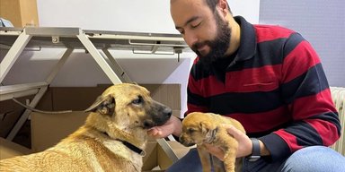 Растрогала до слез: бездомная собака сама принесла больного щенка к ветеринару (видео)