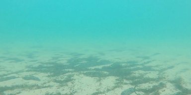 Дно Черного моря покрыто мазутом: волонтеры показали ситуацию под водой (видео)