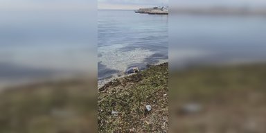В оккупированном Крыму массово гибнут дельфины и птицы, – соцсети (фото, видео)
