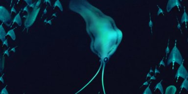 "Неопровержимое доказательство": ученые разгадали тайну кальмаров, которым более 500 млн лет