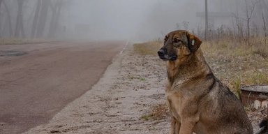 "Претерпели эволюцию": собаки из Чернобыля имеют генетические изменения, которые не поддаются объяснению, — ученые