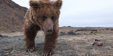 Бідний ведмедик. Одна з найрідкісніших тварин у світі подолала 160 км у пошуку води (відео)