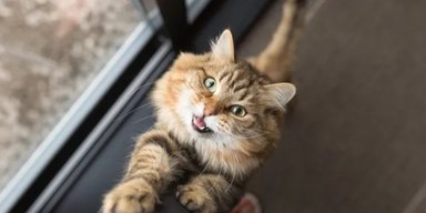Ученые выяснили, что кошки чаще "разговаривают" с мужчинами, чем с женщинами: в чем причина