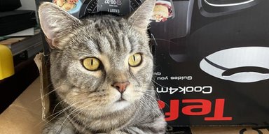 Туристка с помощью кошек сэкономила десятки тысяч долларов на путешествиях