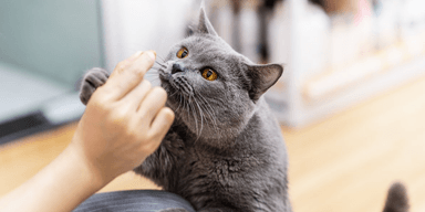 Кошке ищут няньку с зарплатой $87 в час: для животного надо играть на пианино
