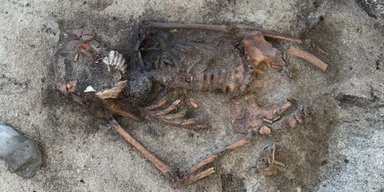 В Норвегии нашли могилу женщины-викинга: ее похоронили с морским гребешком во рту