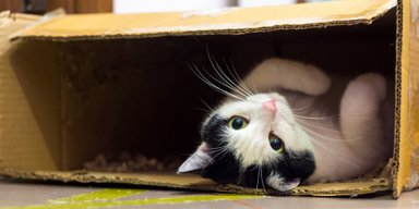 Ученые рассказали, почему кошки так любят сидеть в коробках