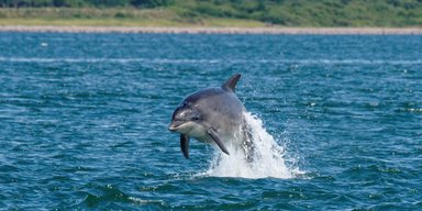 У всіх китів, дельфінів і морських свиней у британських водах є господар: хто це