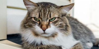 Вчені виявили новий доісторичний вид котів-хижаків, які жили 15,5 млн років тому (фото)