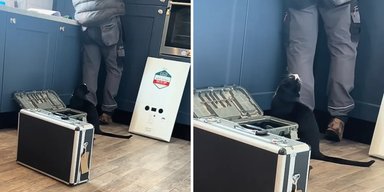 Жінка викликала сантехніка додому: вона не була готовою до реакції кота на це (фото)