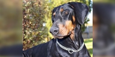74 хвороби на одного пса: ветеринар назвав породи собак, які не варто заводити (відео)