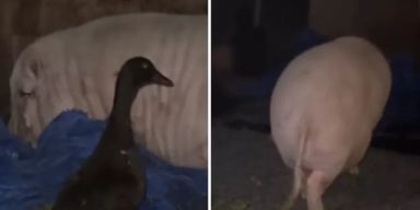 "Смотрела в одну точку": свинья ворвалась в гараж и опустошила запасы пива (фото)