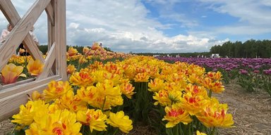 До +24: прогноз погоды в Украине на завтра, 21 мая (карта)