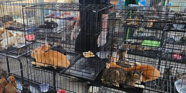 Во Вьетнаме спасли более 400 кошек от забоя и продажи на мясо