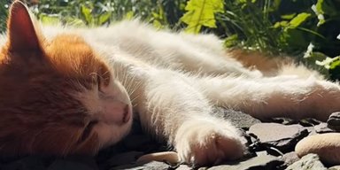 Кошка вернулась с улицы с "сюрпризом" для хозяйки на хвосте: что она нашла (фото)