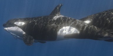 Найстрашніші морські хижаки освоїли техніку полювання на найбільшу рибу океану: хто вони (фото)