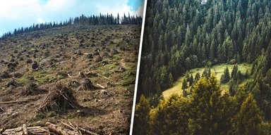 Війна, якої не видно: хто і як нищить Карпати в тилу