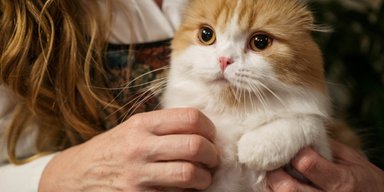 Наче одна сім'я: вчені назвали 7 сигналів від котика про довіру до вас (фото)