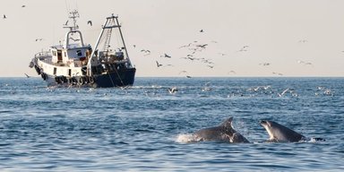 Ведут себя как пираты: последние дельфины Адриатического моря преследуют суда, чтобы выжить (видео)